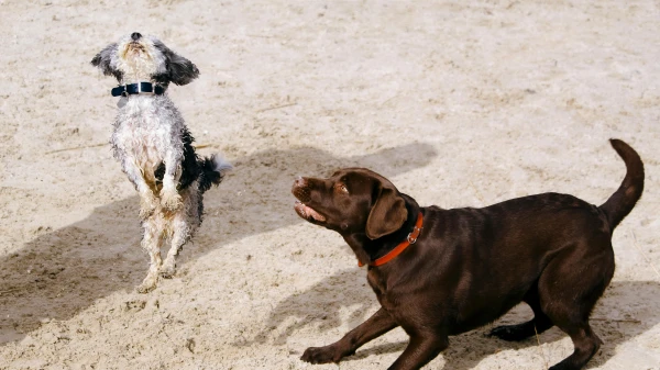 Sind Tiere auch eifersüchtig?, © Thijs van der Weide Sind Tiere auch eifersüchtig?, © Thijs van der Weide