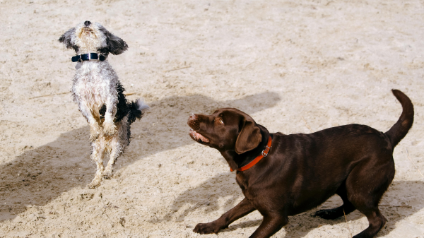 Sind Tiere auch eifersüchtig?, © Thijs van der Weide