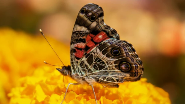 Warum sind Schmetterlinge bunt?, © Kim Lawrie Warum sind Schmetterlinge bunt?, © Kim Lawrie