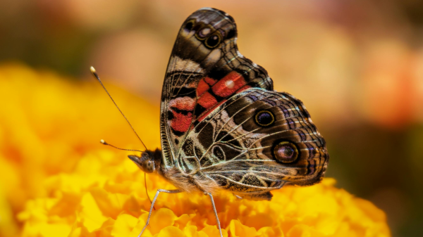 Warum sind Schmetterlinge bunt?, © Kim Lawrie