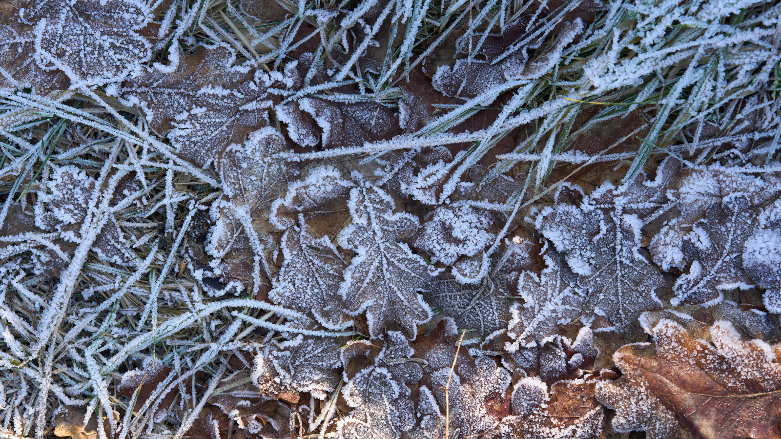 KIŞ ADIM ADIM YAKLAŞIYOR: POLAR SOĞUKLAR ALMANYA’YA GİRİYOR, © Thomas Frey/dpa