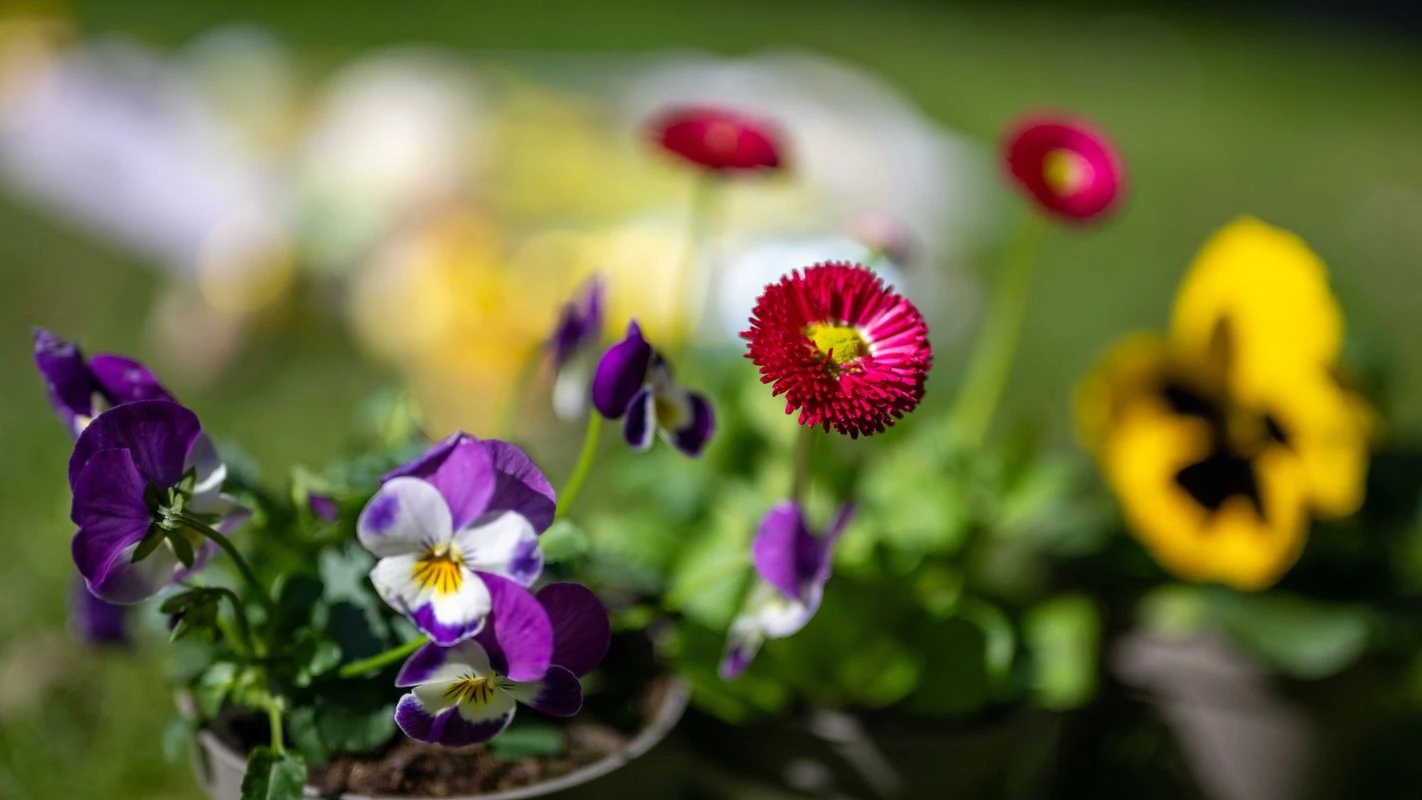 Berlin’de Hobi Bahçeleri Kalıcı Olarak Korunacak!, © Monika Skolimowska/dpa Berlin’de Hobi Bahçeleri Kalıcı Olarak Korunacak!, © Monika Skolimowska/dpa