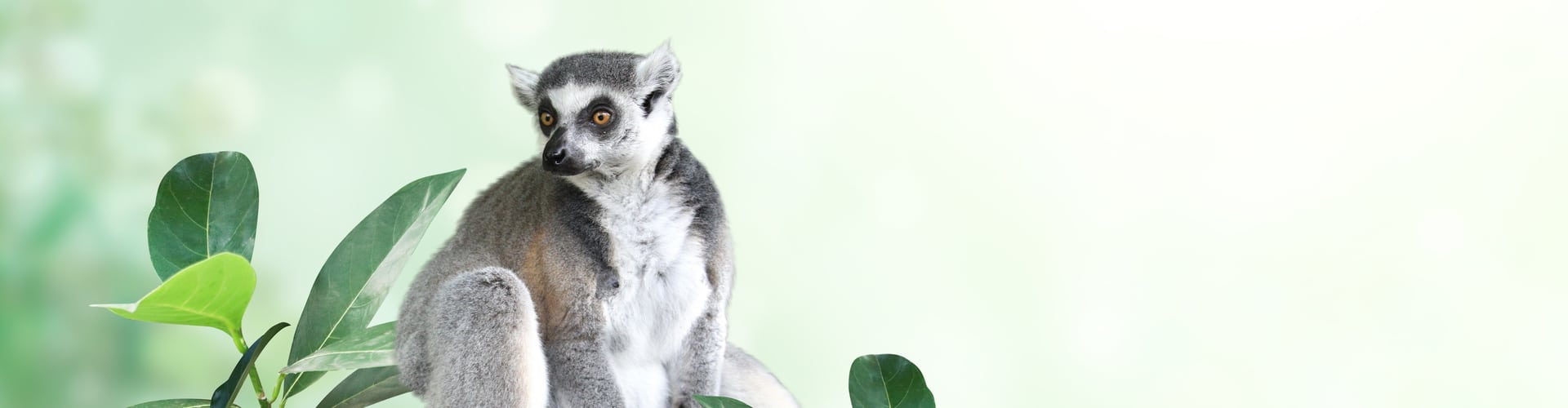 Katta auf einem Ast, © shutterstock