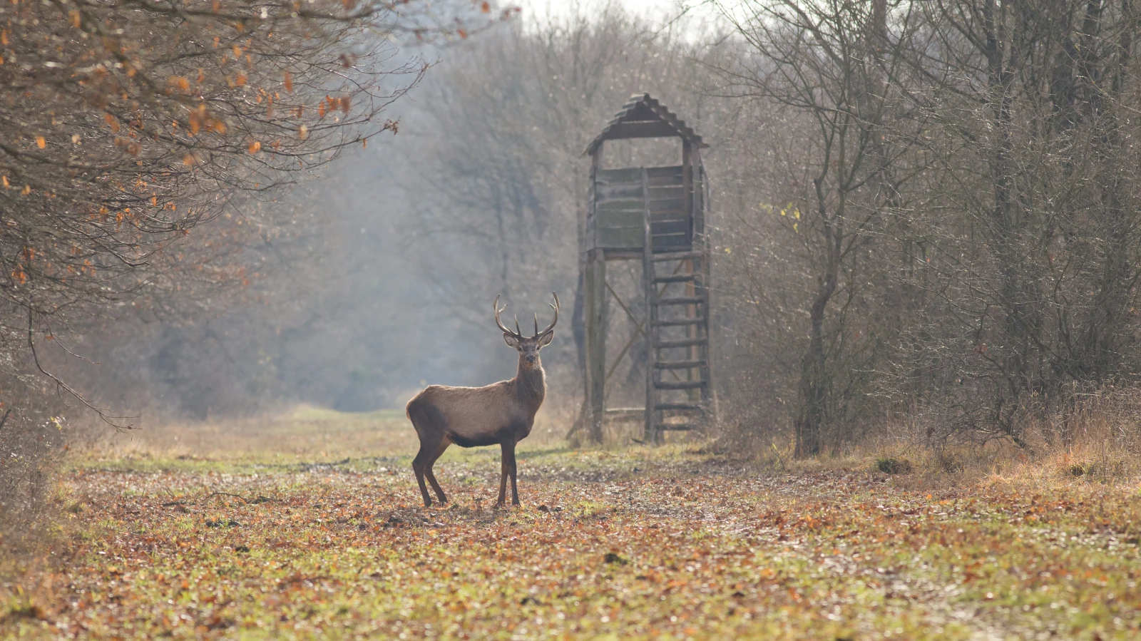Positives Gesamtergebnis der Bündner Jagd 2023, © Depositfotos / Budabar / Symbolbild Positives Gesamtergebnis der Bündner Jagd 2023, © Depositfotos / Budabar / Symbolbild