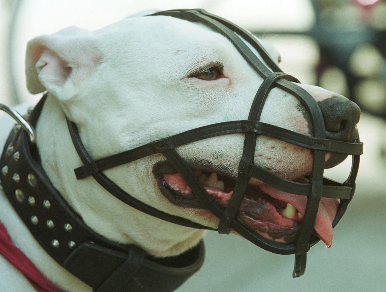 Weniger Beiss-Unfälle im Kanton Zürich, © Keystone-SDA Weniger Beiss-Unfälle im Kanton Zürich, © Keystone-SDA