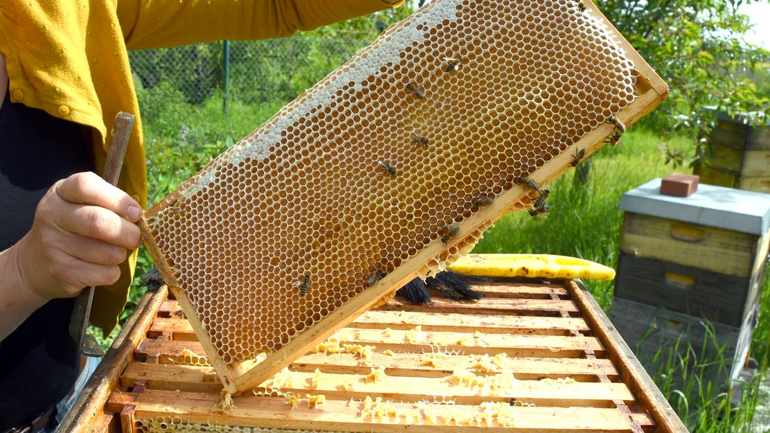 Bal ve Reçel’de Sahtecilik Önlenecek: AB’nde Etiketler 2026’da Değişiyor!, © Waltraud Grubitzsch/dpa