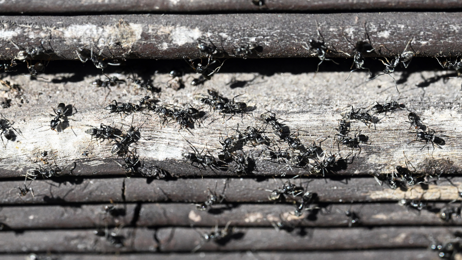 Hessen’deki Gelişmeşler: Karıncalar Tehlike Oluşturuyor!, © Uli Deck/dpa