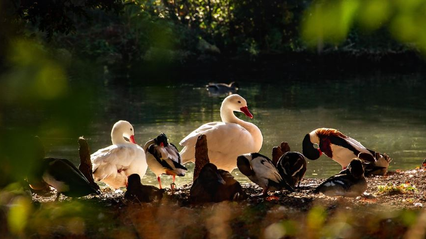 Hoher Bodensee-Wasserpegel sorgt für Probleme, © Symbolbild Pixabay