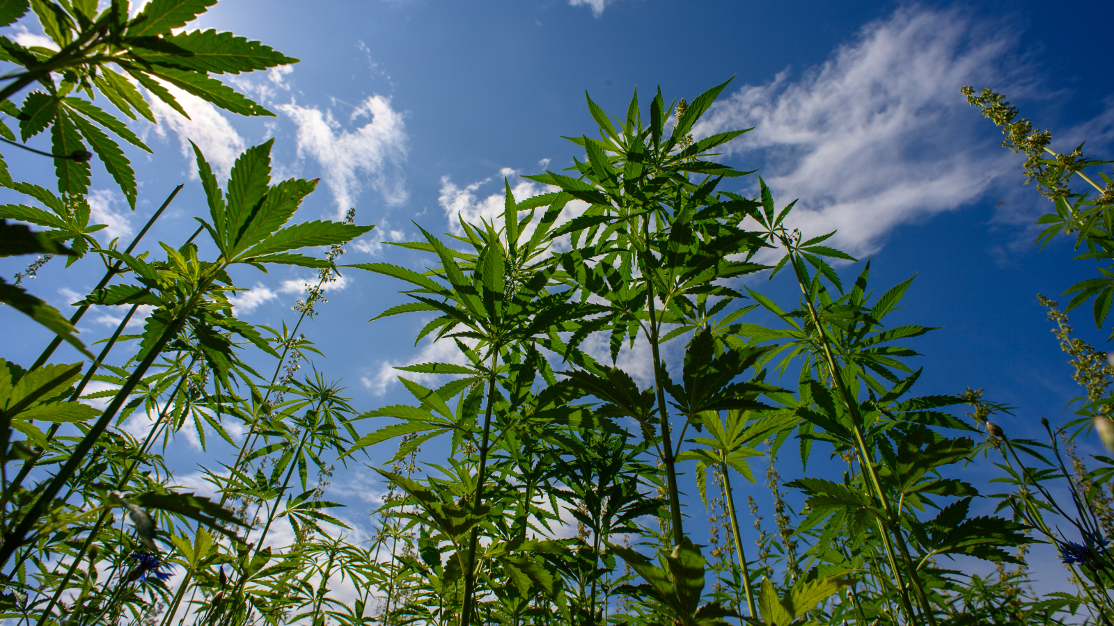 Cannabis Düzenlemesi Berlin Senatosu’nda!, © dpa