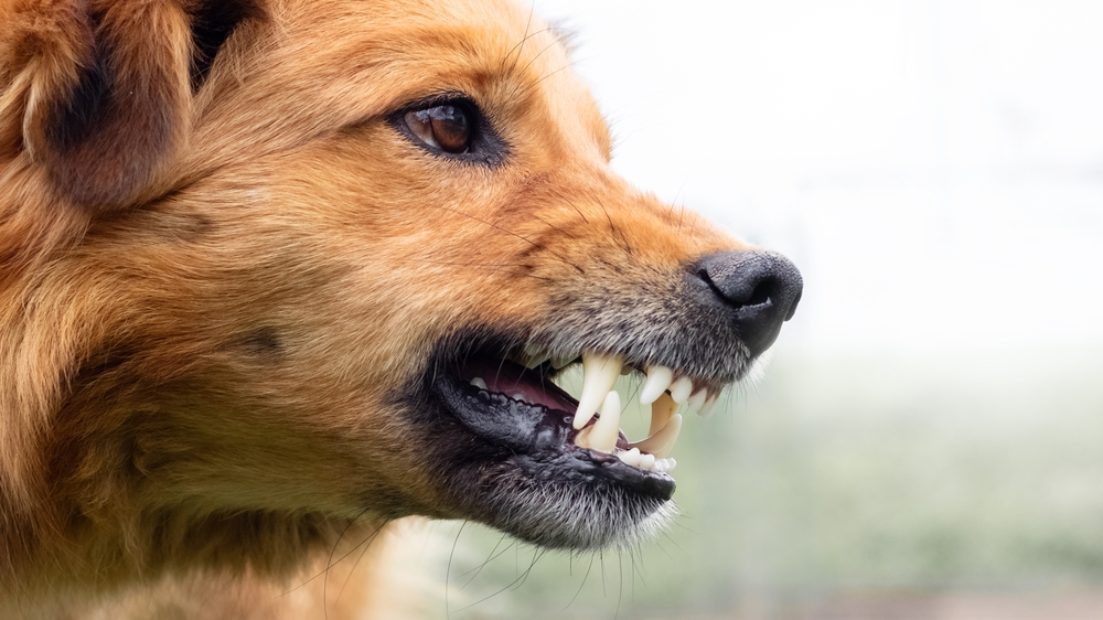 Köpeğini Severken Burnunun Tamamını Kopardı!, © shutterstock