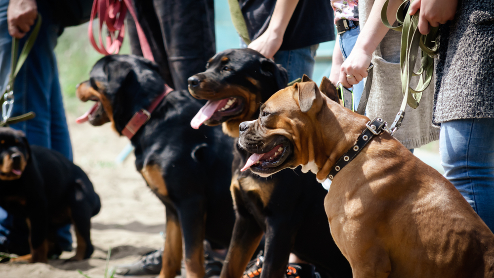Rottweiler, © Shutterstock