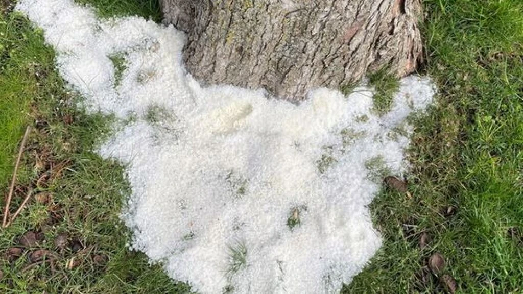 Unbekannte vergiften Bäume in der Seeanlage von Bregenz A, © Keystone/SDA Unbekannte vergiften Bäume in der Seeanlage von Bregenz A, © Keystone/SDA