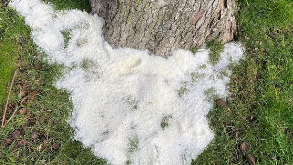 Unbekannte vergiften Bäume in der Seeanlage von Bregenz A, © Keystone/SDA