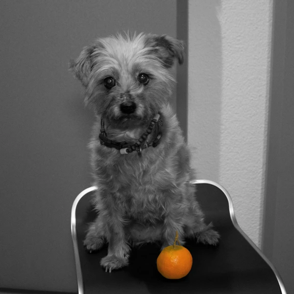 Tara, © Radio Munot Tara, © Radio Munot