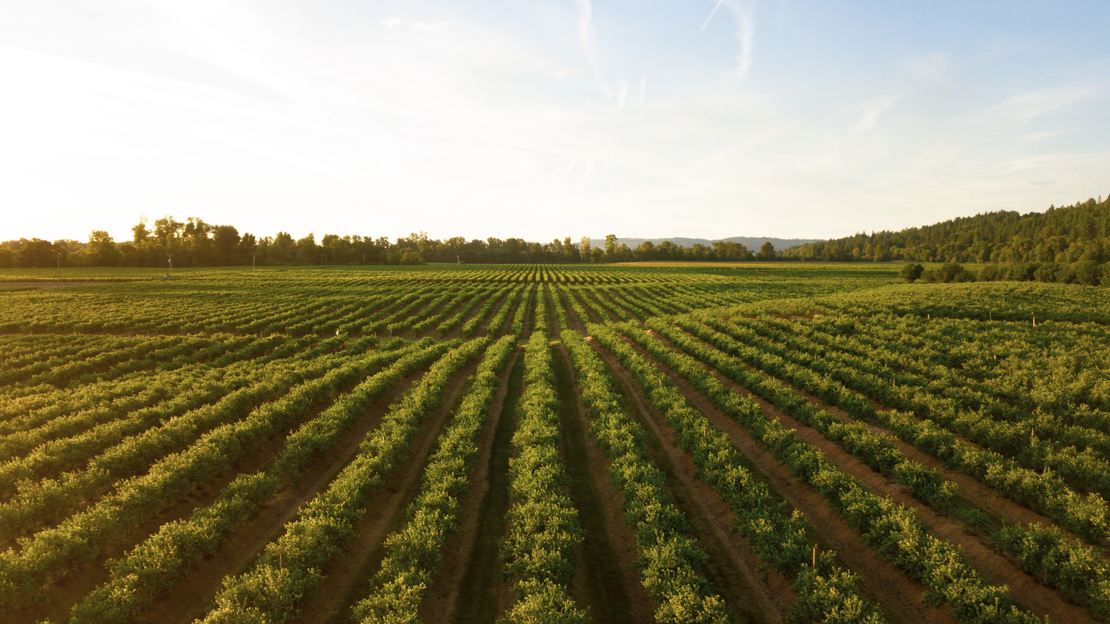 2023 war herausfordernd für die Landwirtschaft in Liechtenstein, © Unsplash / Dan Meyers