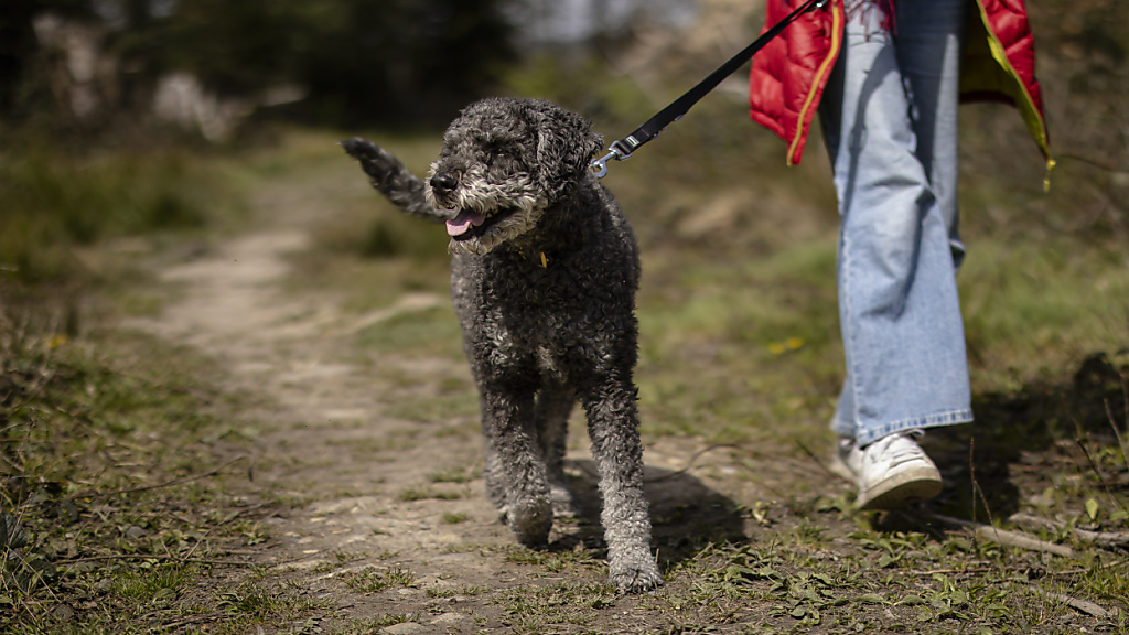 Anpassungen im St. Galler Hundegesetz verlangt, © Keystone/SDA