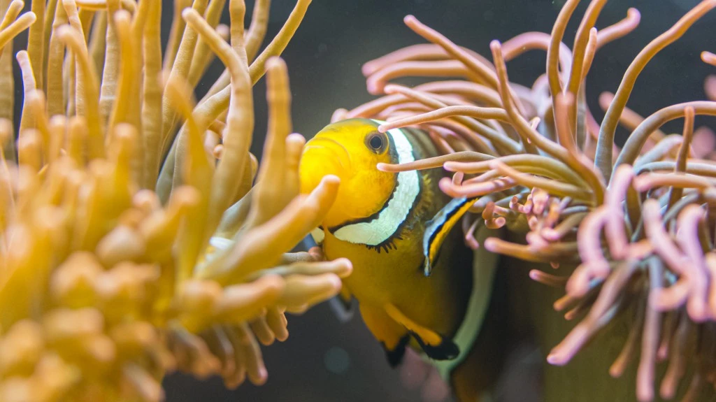 © Basler Zoo © Basler Zoo