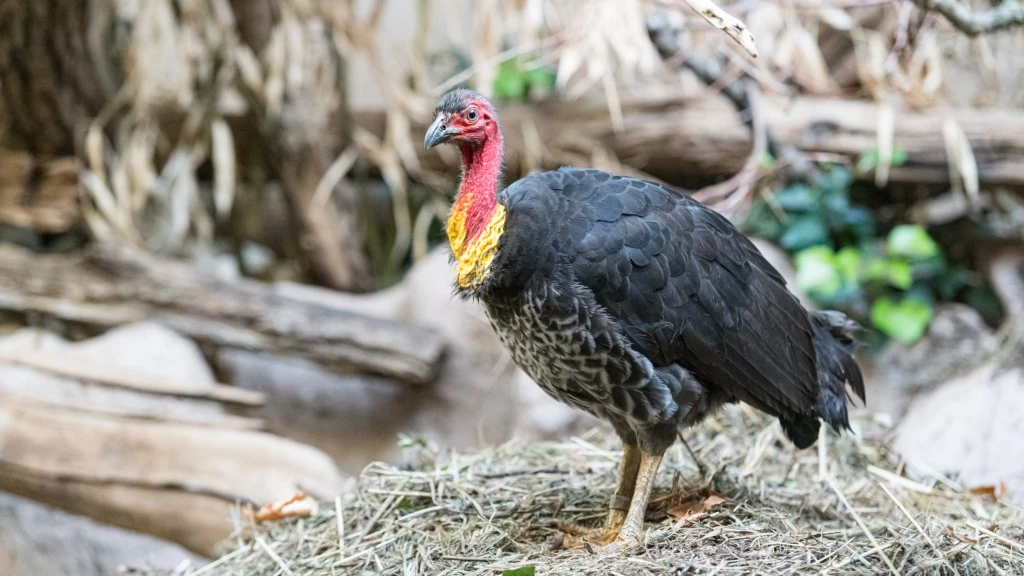 © Zoo Basel © Zoo Basel