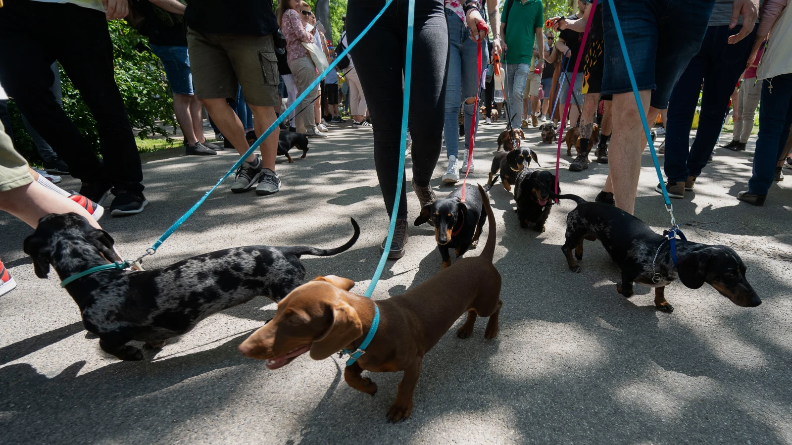 Mannheim Luisenpark’ta İlk Kez “Köpek Günü”, © Denes Erdos/AP/dpa Mannheim Luisenpark’ta İlk Kez “Köpek Günü”, © Denes Erdos/AP/dpa