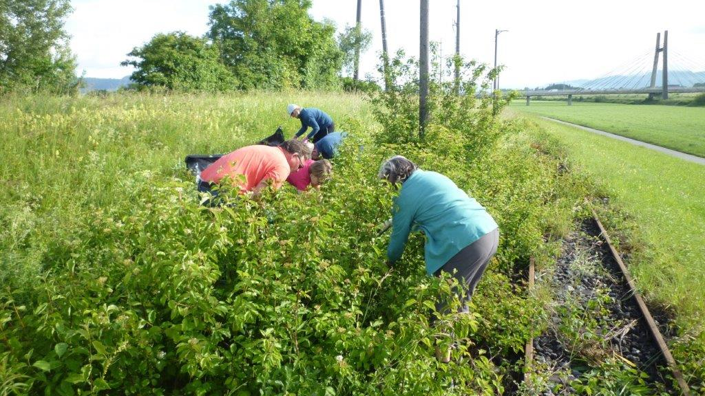 Freiwillige bekämpfen Neophyten auf der Rheininsel, © pd
