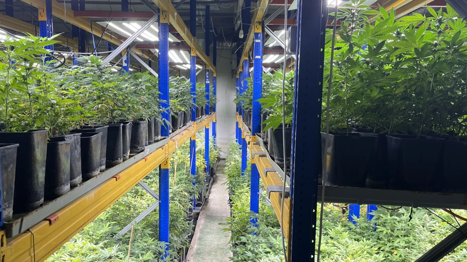 Hanfanlage in Zwingen und Breitenbach entdeckt, © Polizei BL Hanfanlage in Zwingen und Breitenbach entdeckt, © Polizei BL