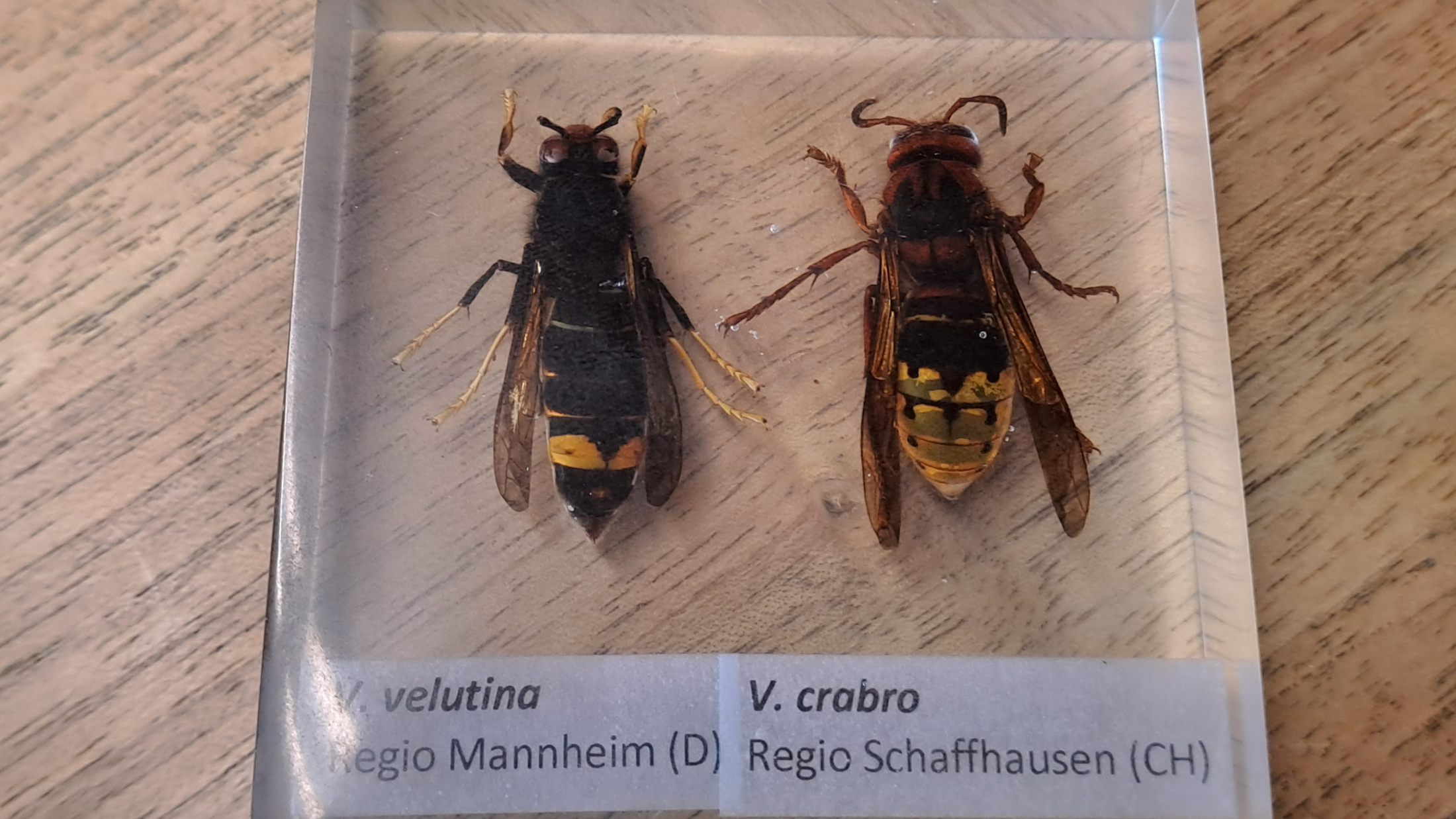 © ZVG Amt für Umwelt