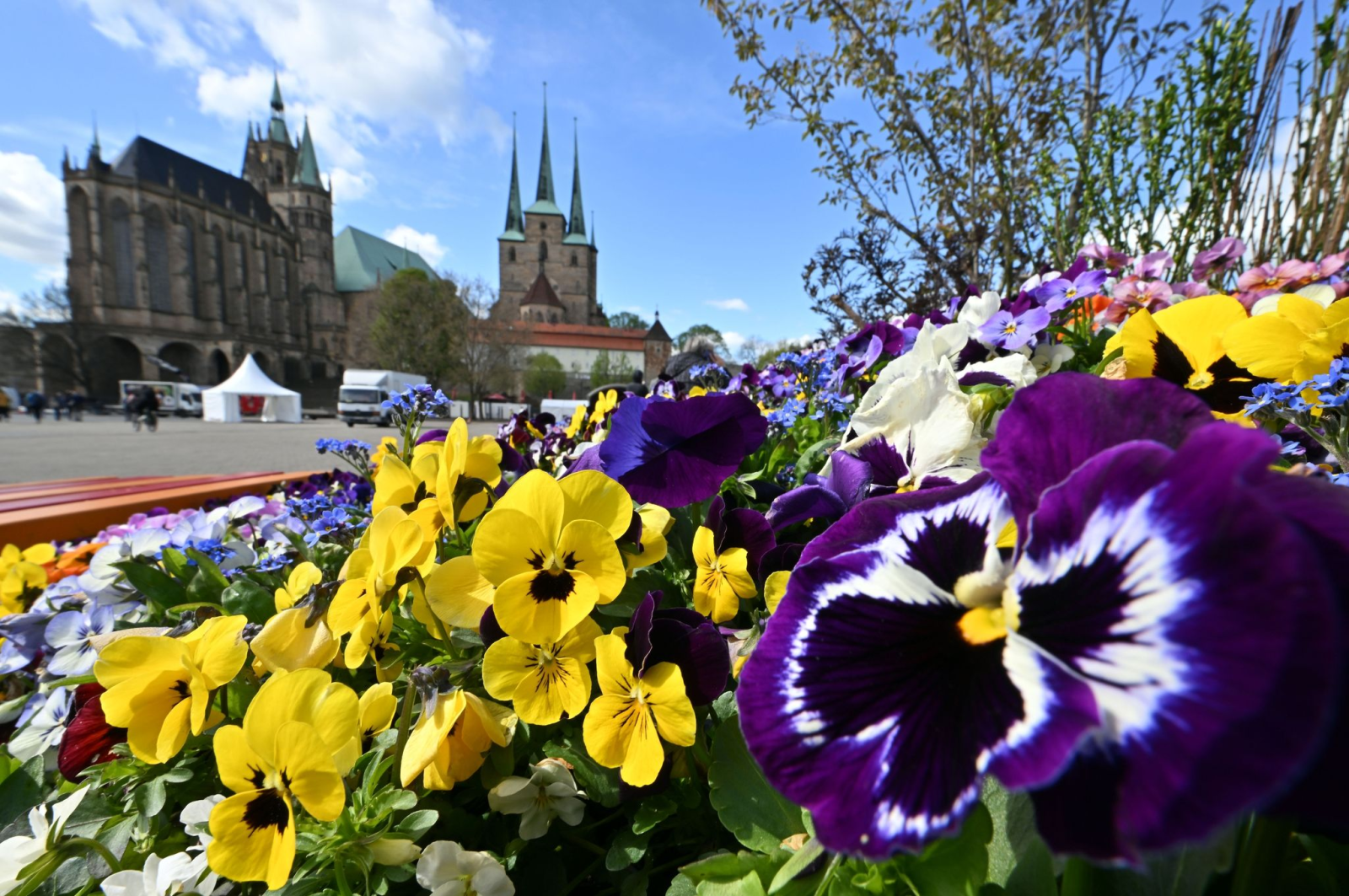 Stiefmütterchen blühen auf dem Erfurter Domplatz vor Mariendom und Severikirche., © Martin Schutt/dpa