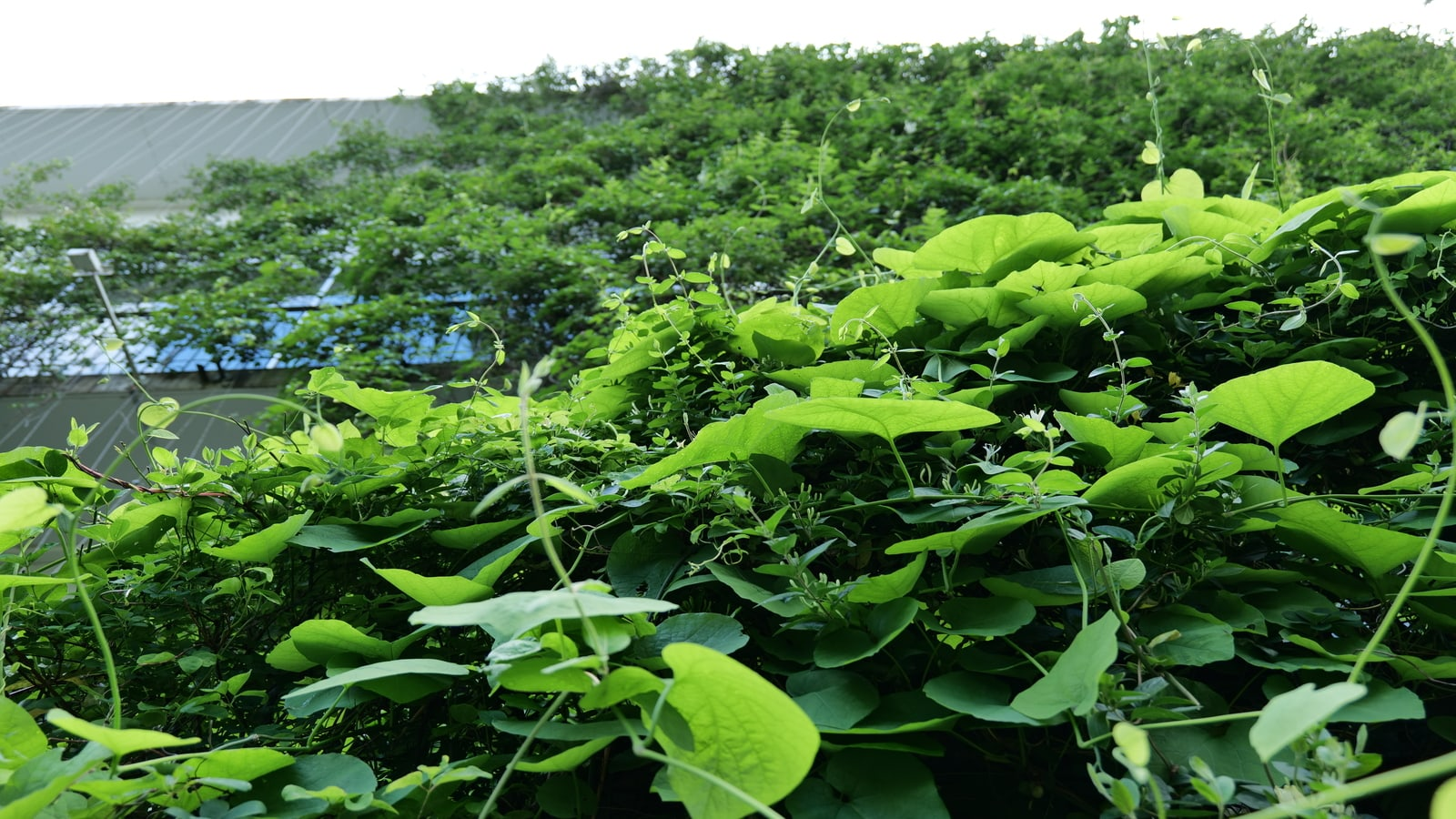 Private sollen Basel grüner machen, © bs.ch
