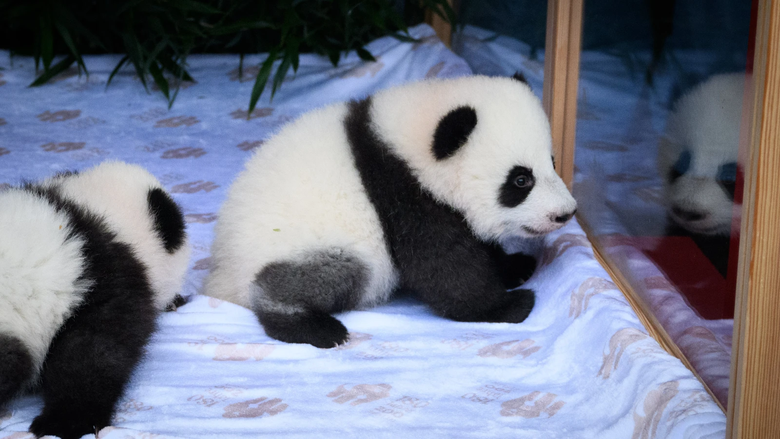 Berlin’in Sevimli Pandaların Adları Açıklandı: Leni ve Lotti!, © dpa Berlin’in Sevimli Pandaların Adları Açıklandı: Leni ve Lotti!, © dpa