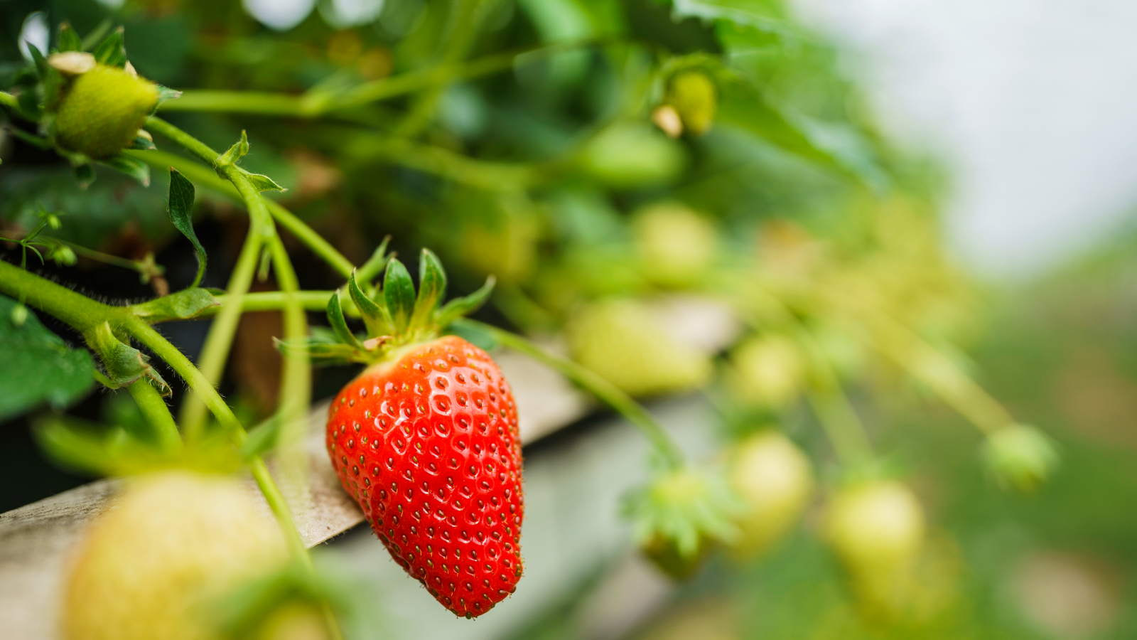 Berlin Çevresinde Çilek Zamanı Başladı!, © dpa