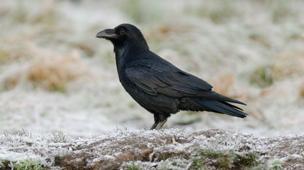Landtiere - Der Kolkrabe, © NABU