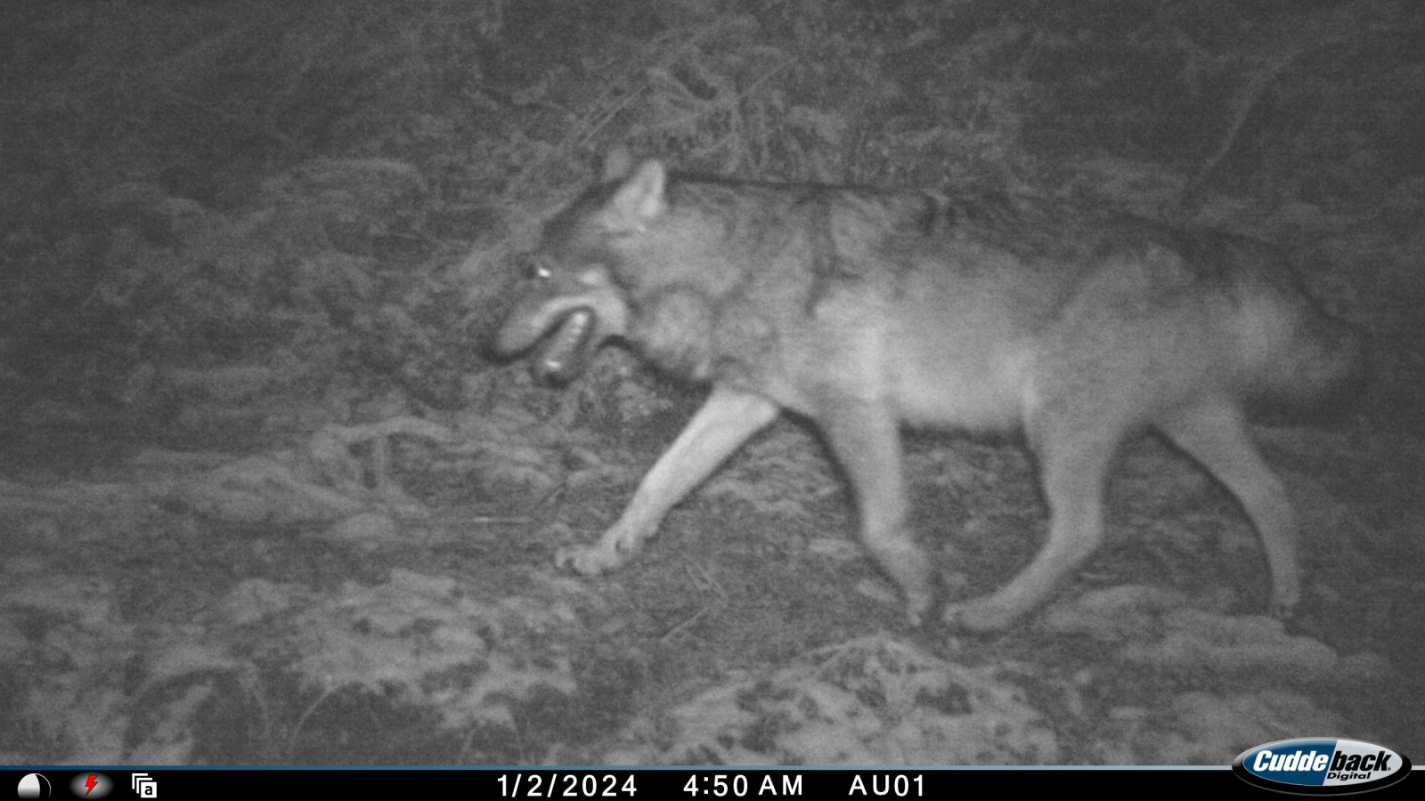 Wolfsnachweis im Liechtensteiner Saminatal , © IKR