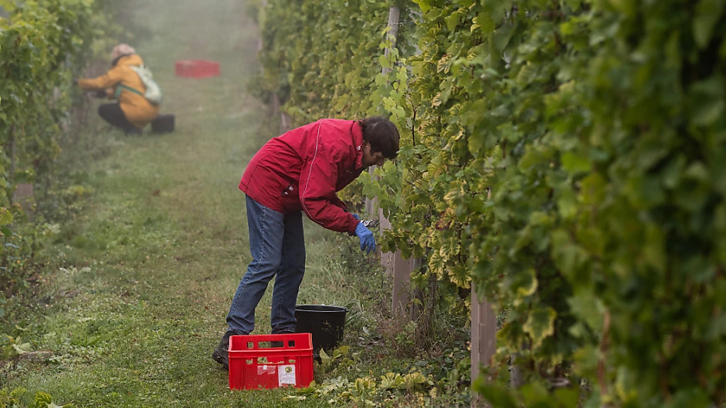2023 wurden in der Schweiz 101 Millionen Liter Wein produziert, © Keystone / SDA / Archivbild 2023 wurden in der Schweiz 101 Millionen Liter Wein produziert, © Keystone / SDA / Archivbild