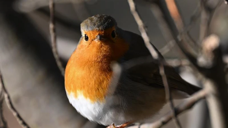 Rotkehlchen ist Vogel des Jahres, © Keystone/Arne Dedert Rotkehlchen ist Vogel des Jahres, © Keystone/Arne Dedert