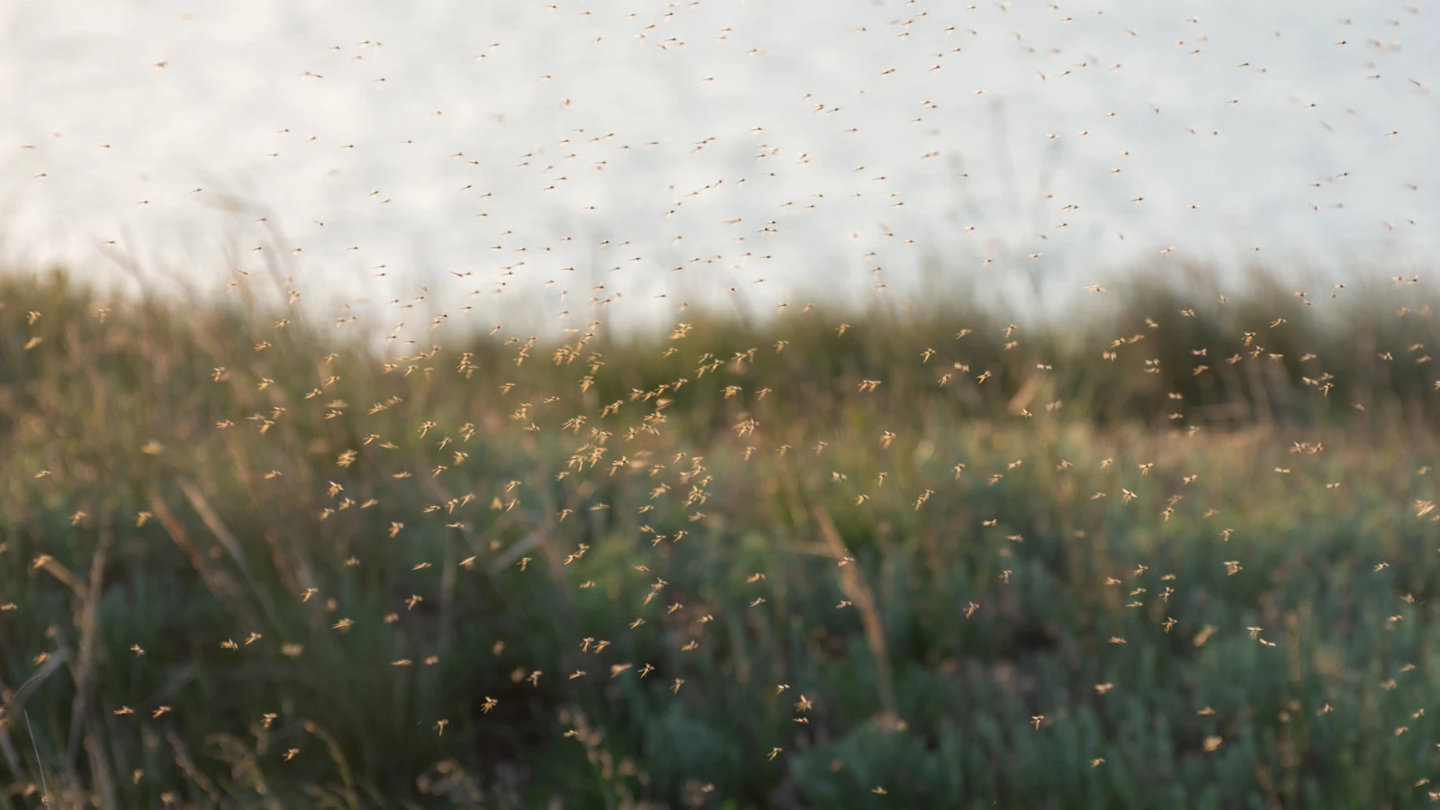 Der Mückenatlas: Hier sind die meisten Mücken, © Foto: IhorM Shutterstock Der Mückenatlas: Hier sind die meisten Mücken, © Foto: IhorM Shutterstock