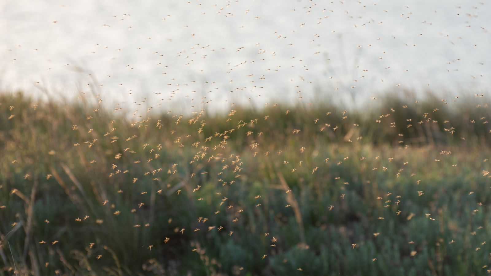 Der Mückenatlas: Hier sind die meisten Mücken, © Foto: IhorM Shutterstock