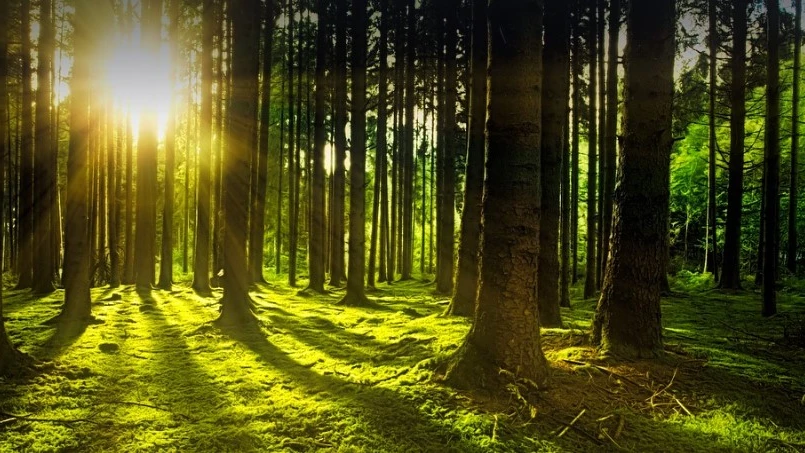 500 Millionen Franken für Schutz der Wälder , © Pixabay 500 Millionen Franken für Schutz der Wälder , © Pixabay