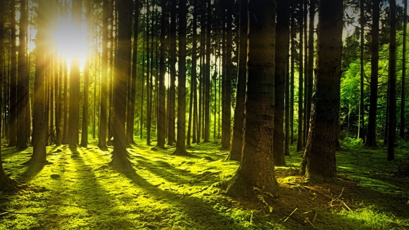 500 Millionen Franken für Schutz der Wälder , © Pixabay