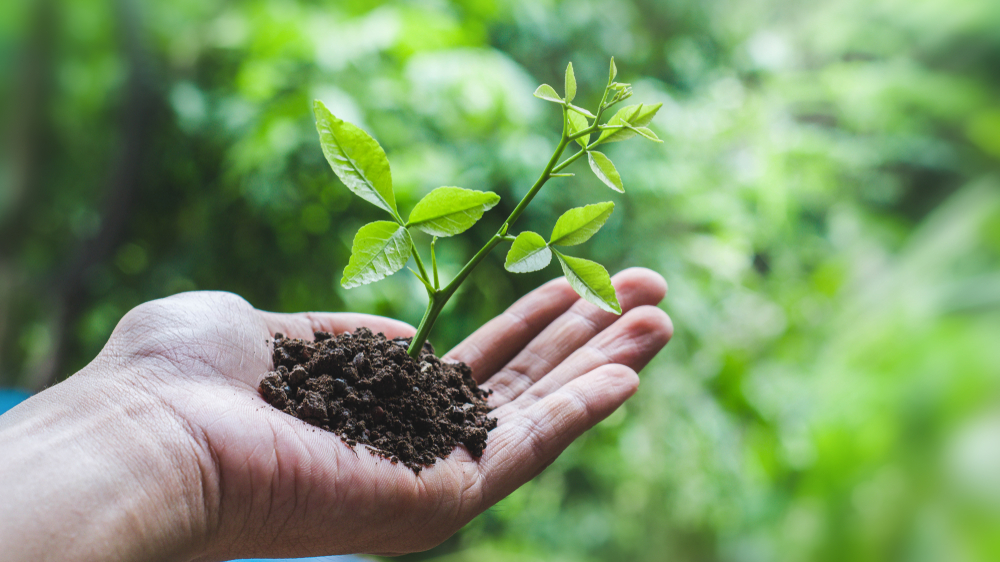 Mainz-Marienborn'da 16.000 ağaç dikiliyor, © Shutterstock
