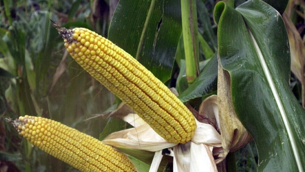 Schädling Mais Thurgau Zürich St. Gallen, © Keystone-SDA