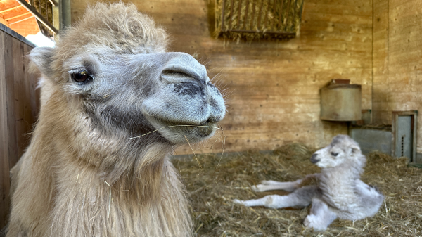 Namenssuche für das neue Kamelbaby im Knies Kinderzoo Rapperswil, © Knies Kinderzoo