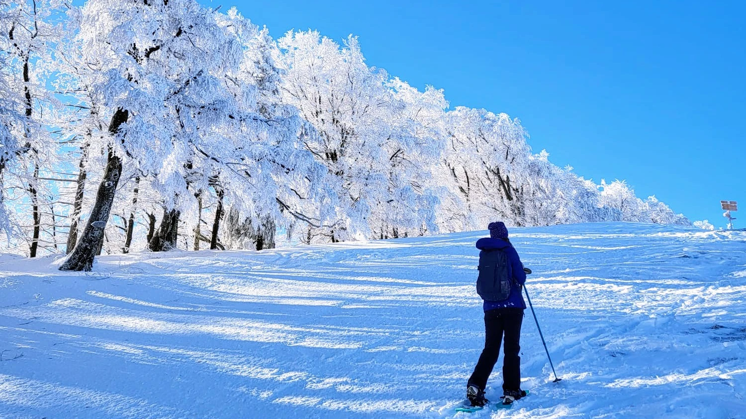 © @basilisk © @basilisk