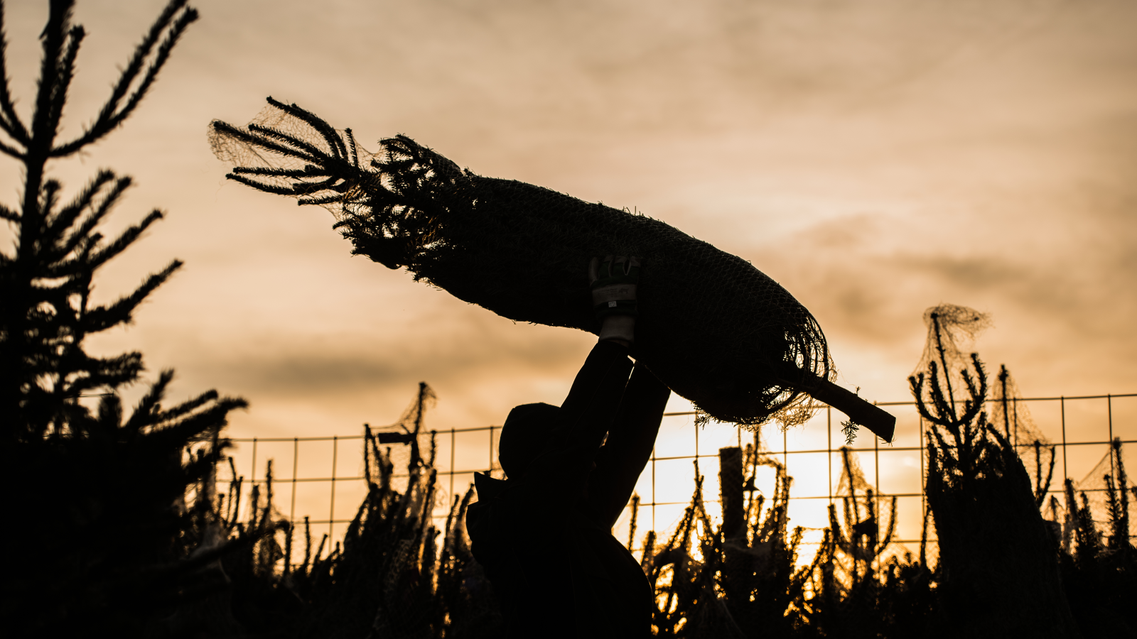 NRW’de Noel Hazırlıkları Başladı: Noel Ağacı Sezonu Resmen Açıldı, © Andreas Arnold/dpa
