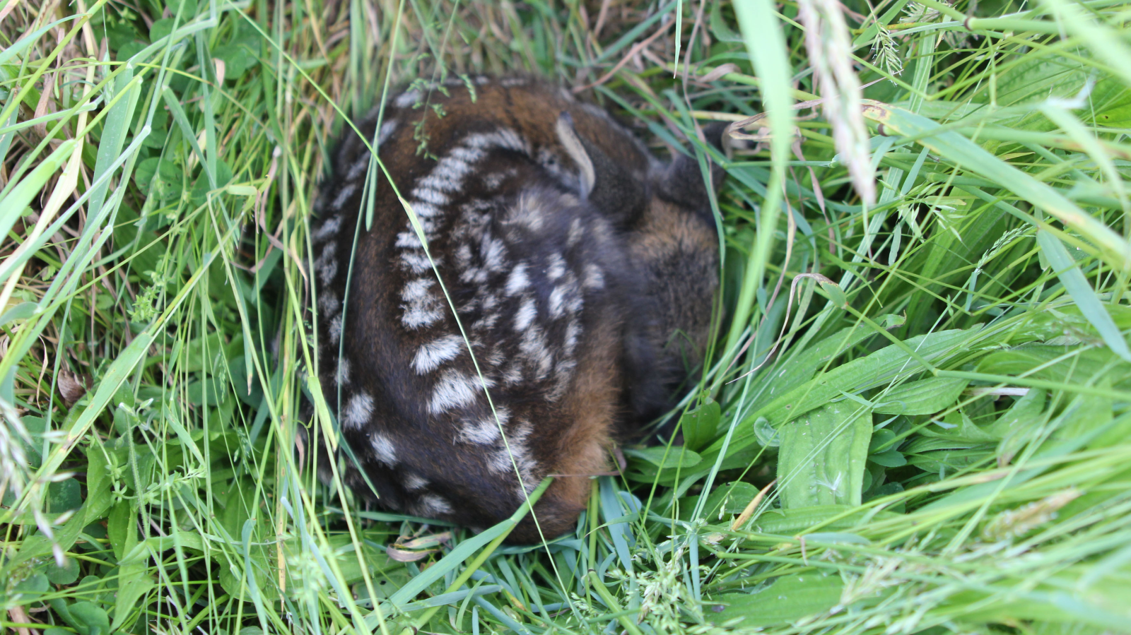 Rehkitz Bauern Zürich Drohnen, © Zürcher Bauernverband