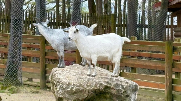 Ziegen im Wildpark, © Shutterstock Ziegen im Wildpark, © Shutterstock