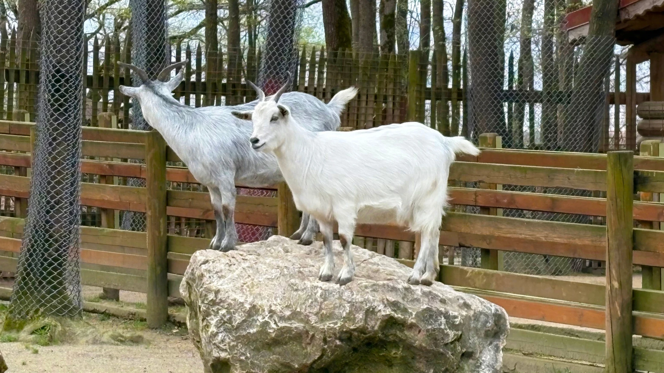 Ziegen im Wildpark, © Shutterstock Ziegen im Wildpark, © Shutterstock