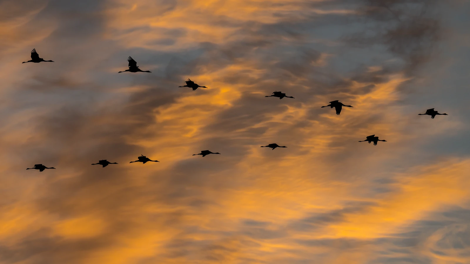 Ungewöhnlich viele Kraniche in der Region, © Marcel Burkhardt Ungewöhnlich viele Kraniche in der Region, © Marcel Burkhardt