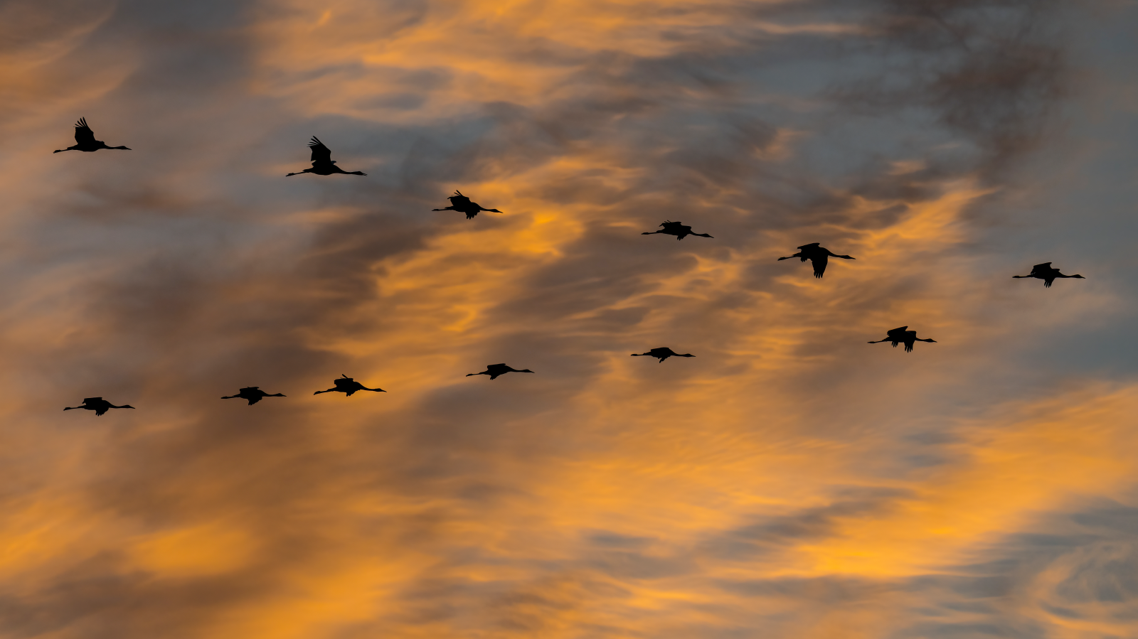 Ungewöhnlich viele Kraniche in der Region, © Marcel Burkhardt