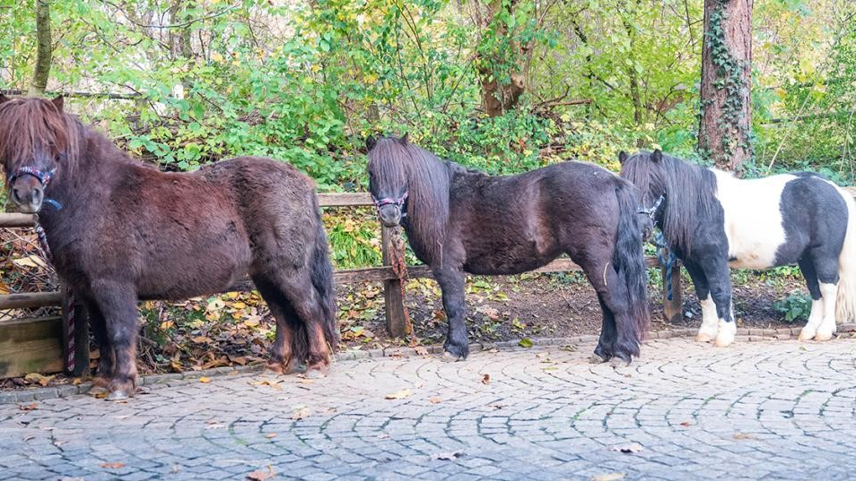 Zuwachs im Zoo Basel: Drei neue Ponys im Kinderzolli, © Zoo Basel