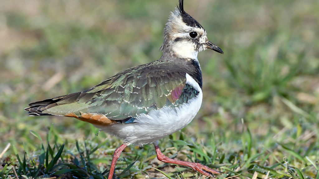 Schweizer Vögel sind besonders gefährdet, © Foto: Archiv/Keystone/SDA